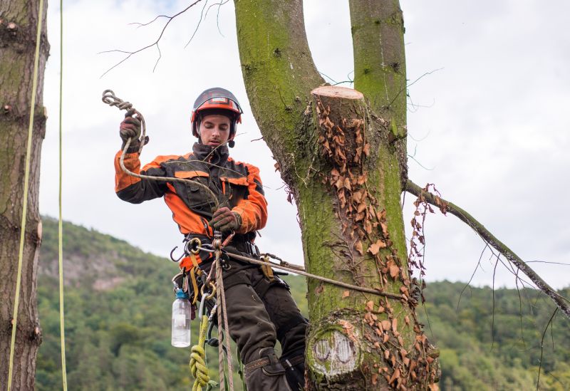 Arborist Tree Service detail