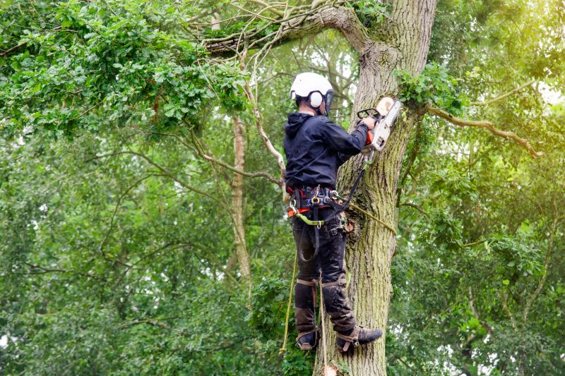 Tree and Shrub Care Professionals