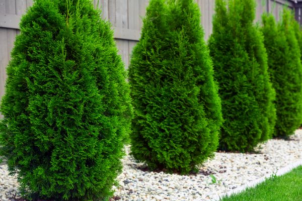 Arborvitae Planting in Huntsville