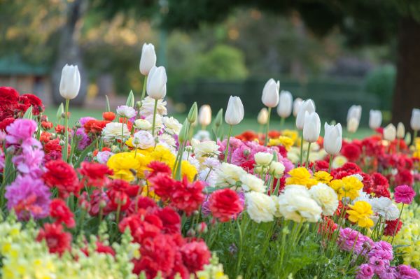 Gardening Service in Huntsville