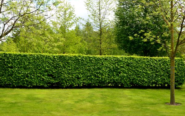 Hedge Planting in Huntsville