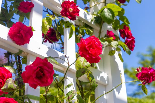 Home Gardening Service in Huntsville