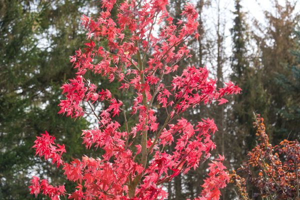 Japanese Maple Planting in Huntsville