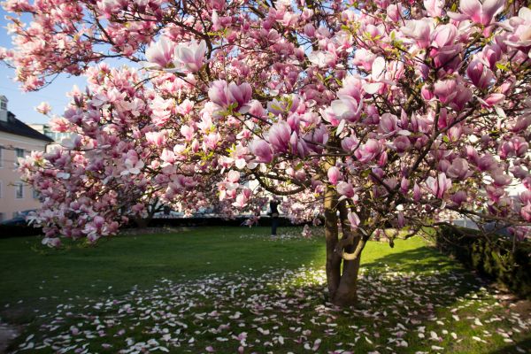 Magnolia Tree Planting in Huntsville