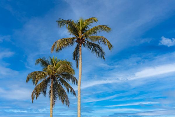 Palm Tree Planting in Huntsville