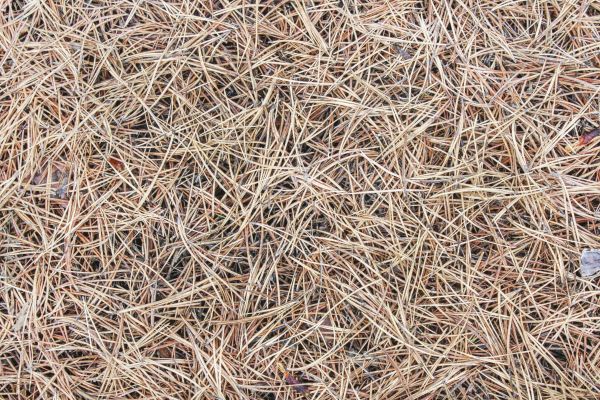 Pine Straw Installation in Huntsville