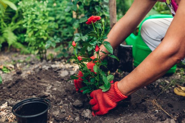 Planting Service in Huntsville