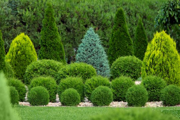 Shrub Replacement in Huntsville