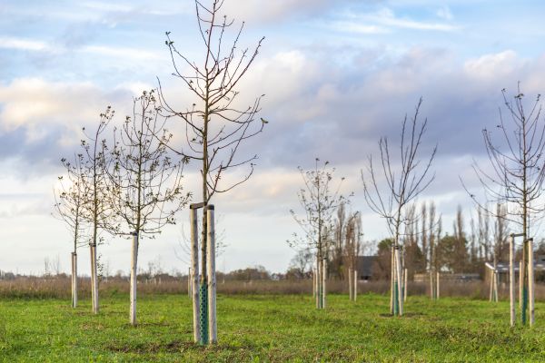 Tree Installation Service in Huntsville