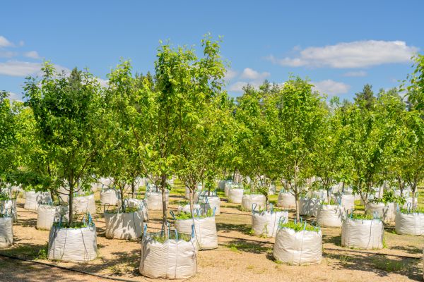 Tree Planting Service in Huntsville
