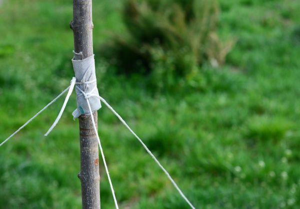Tree Staking Service in Huntsville