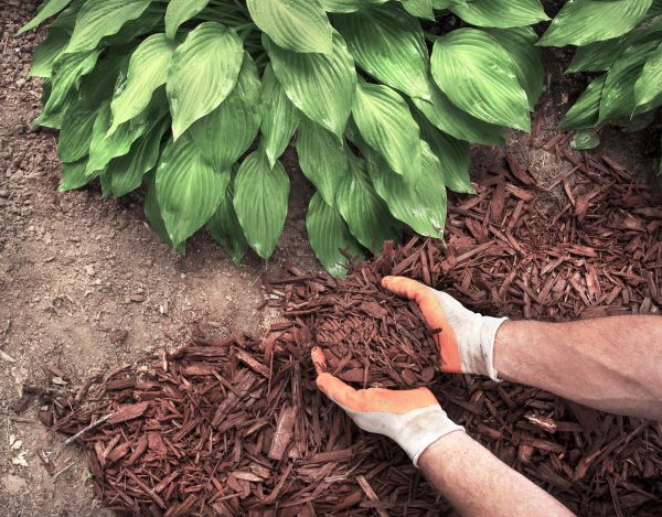 Shredded Mulch Service in Huntsville