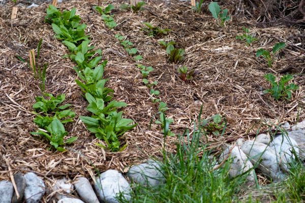 Mulch Service in Huntsville