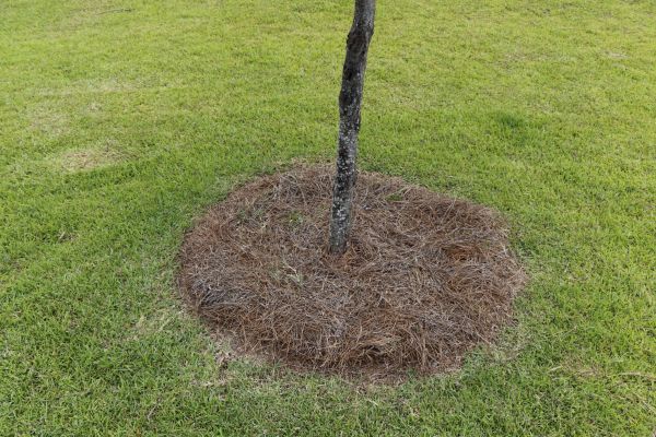 Pine Straw Spreading in Huntsville