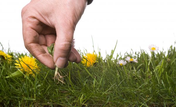 Lawn Weeding in Huntsville