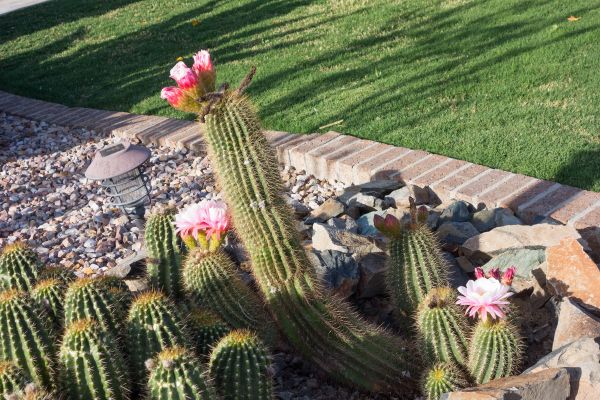 Desert Landscaping in Huntsville