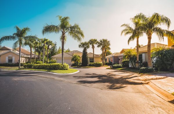 Palm Tree Landscaping in Huntsville