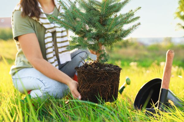 Spruce Tree Planting in Huntsville