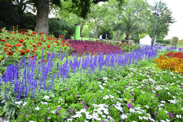 Perennials Planting in Huntsville