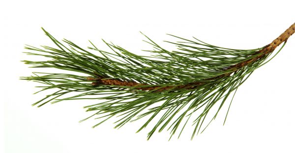 Pine Needles Installation in Huntsville