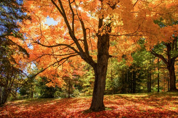 Maple Tree Planting in Huntsville