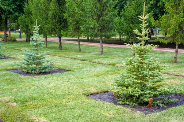 Privacy Trees Planting in Huntsville