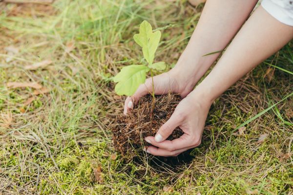 Oak Tree Planting in Huntsville