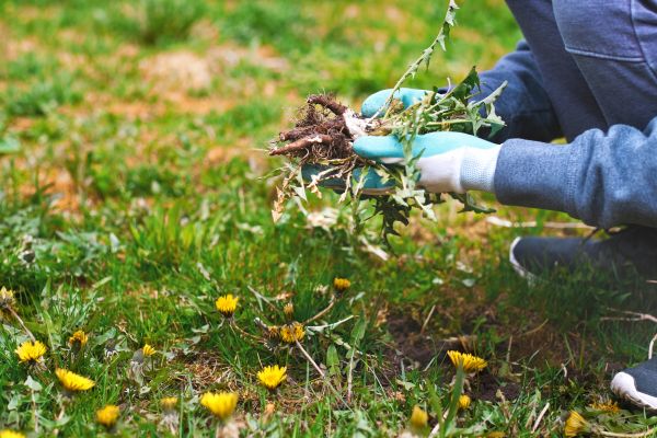Flower Bed Clearing in Huntsville