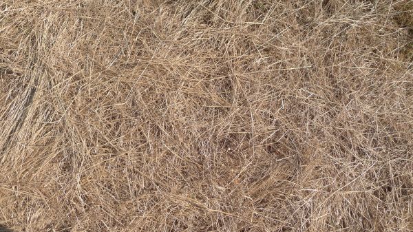 Pine Straw Replacement in Huntsville