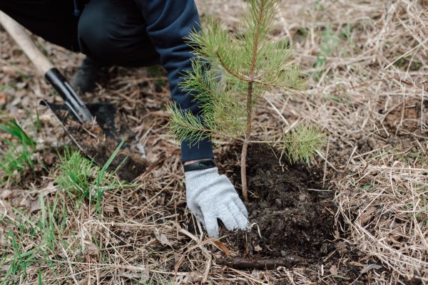 Pine Tree Planting in Huntsville