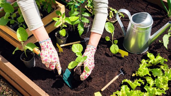 Garden Bed Installation in Huntsville