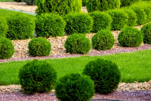 Bush Replacement in Huntsville
