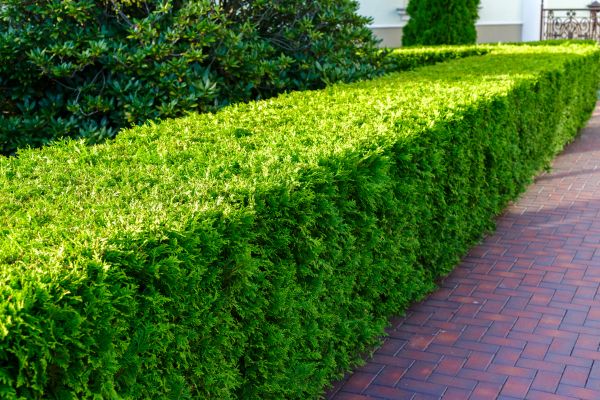 Hedge Installation in Huntsville