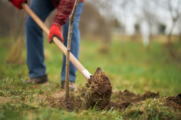 Trees Planting in Huntsville