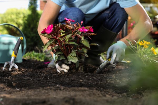 Plant Replacement in Huntsville