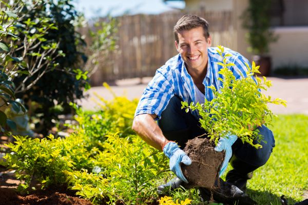 Shrub Landscaping in Huntsville