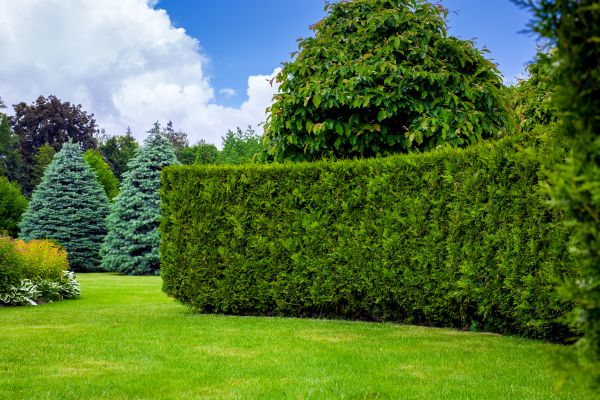 Hedge Landscaping in Huntsville