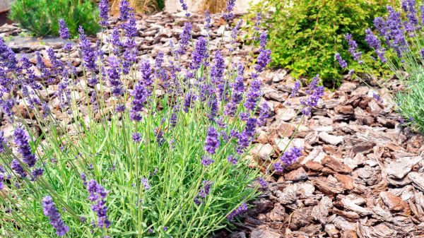 Pine Bark Landscaping in Huntsville