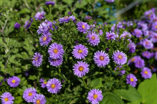Perennial Flower Planting in Huntsville