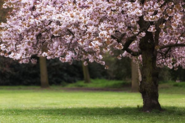 Cherry Tree Planting in Huntsville