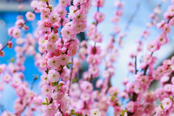 Japanese Cherry Tree Planting in Huntsville