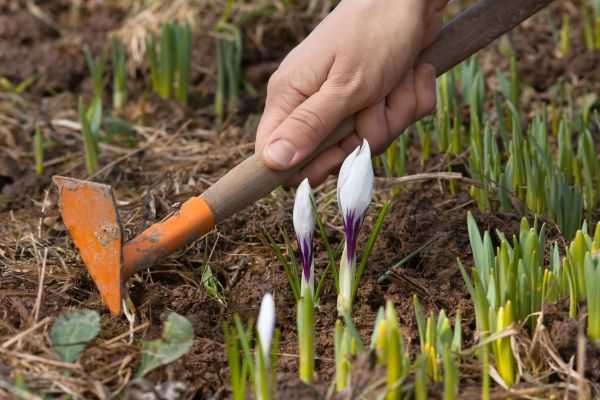 Flower Garden Weeding in Huntsville