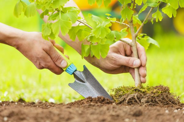 Fruit Tree Planting in Huntsville