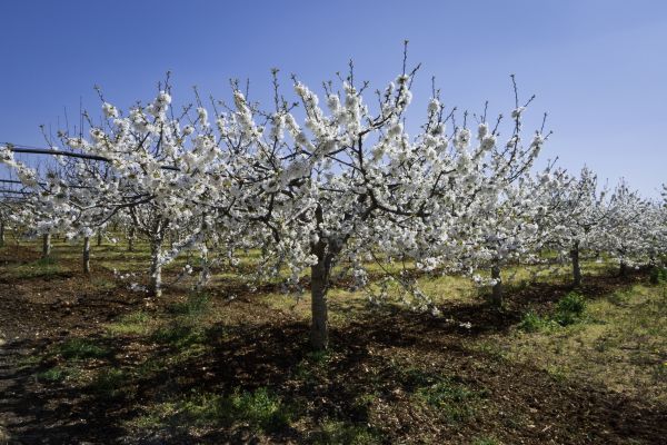 Orchard Planting in Huntsville