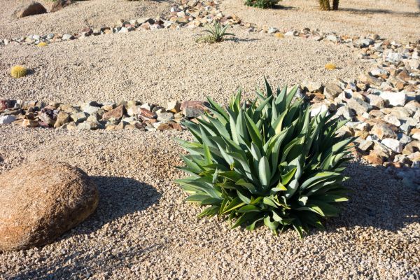 Xeriscaping Service in Huntsville