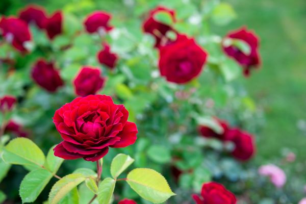 Rose Planting in Huntsville