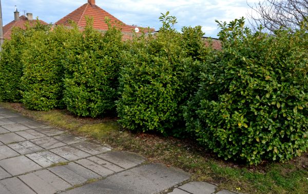 Privacy Shrub Installation in Huntsville