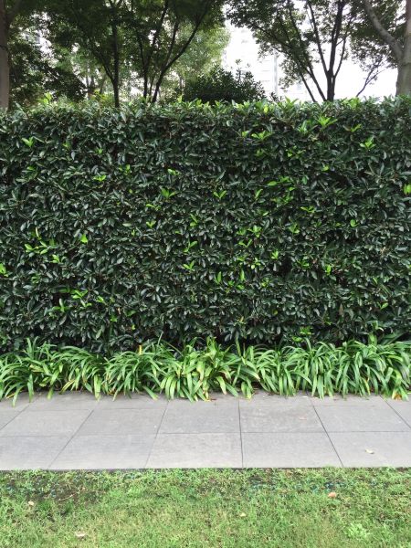 Privacy Shrub Planting in Huntsville