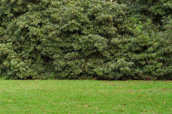 Privacy Hedge Planting in Huntsville