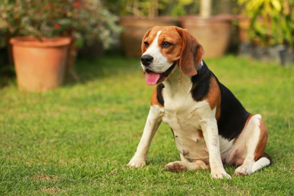 Dog Friendly Landscaping in Huntsville